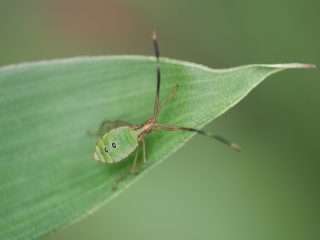 オオクモヘリカメムシ幼虫（2024年6月8日）