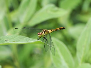 マユタテアカネ♀未成熟（2024年6月26日）