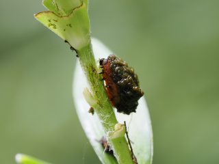 ユリクビナガハムシ幼虫（2024年6月26日）