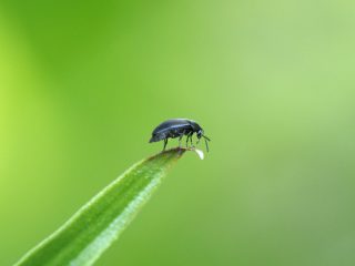 クロフナガタハナノミ（2022年6月4日）